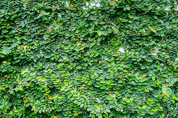 포토 JPG 해외이미지 식물 벽 백그라운드 잎 패턴 추상 사람없음 야외 건물 초록색 성장 포도나무 아이비 내추럴 카피스페이스 해외202004 해외포토 건축물 컬러 무늬 공백 과일나무 파일형식