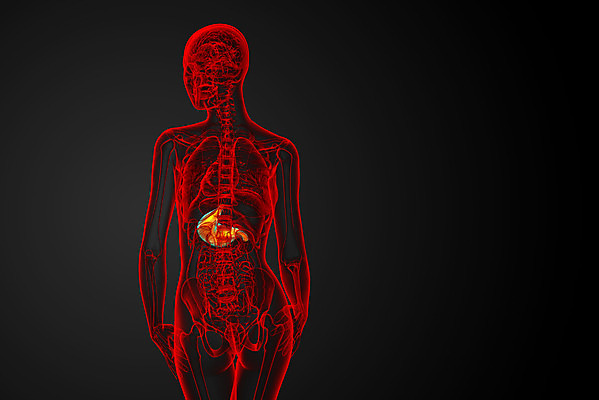 포토 JPG 해외이미지 해부 건강 사람 사람없음 3D 오르간 궤 해외202004 해외포토 의학 건반악기 디지털합성 파일형식