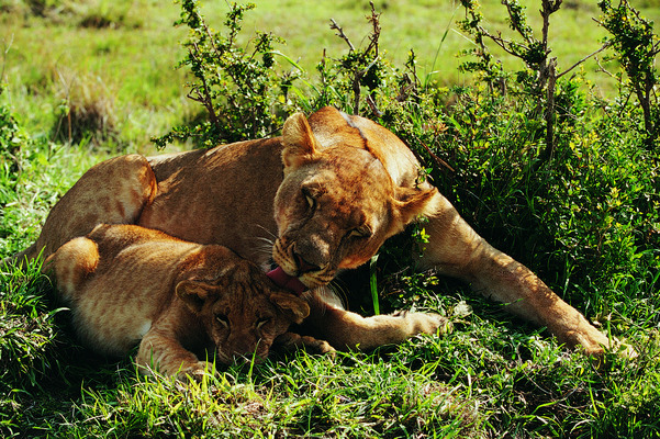 포토 JPG 해외이미지 나무 동물 야생동물 새끼 아프리카 자연 털 풍경 잔디 사람없음 야외 초록색 핥기 숲 사자 사파리 내추럴 돌봄 해외202004 해외포토 식물 나라 컬러 포유류 모션 생태계 파일형식