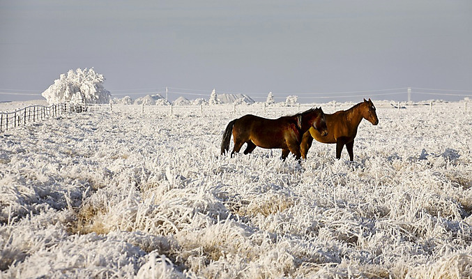 포토 JPG 해외이미지 나무 계절 캐나다 겨울 풍경 초원 사람없음 야외 냉동 얼음 추위 흰색 물방울 서리 결정체 북쪽 해외202004 해외포토 자연요소 식물 컬러 북아메리카 방향 파일형식