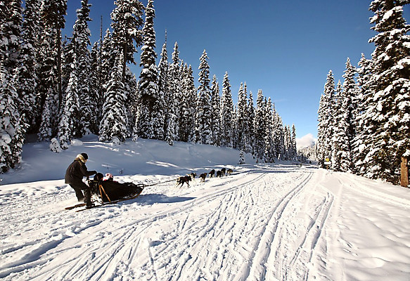 포토 JPG 해외이미지 나무 스포츠 여행 캐나다 겨울 자국 그림자 사람없음 가로 디지털 레이싱 개 상록수 앨버타 해외202004 해외포토 식물 계절 북아메리카 포유류 시합 파일형식