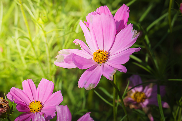 포토 JPG 해외이미지 주간 식물 꽃 분홍색 꽃밭 자연 풍경 근접촬영 사람없음 야외 초록색 코스모스 해외202004 해외포토 자연요소 뷰포인트 컬러 생태계 파일형식