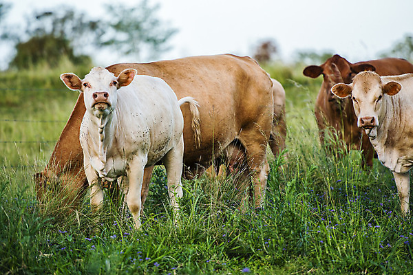 포토 JPG 해외이미지 동물 백그라운드 밭 농업 여러마리 사람없음 초록색 농장 농경지 시골 소 방목 송아지 해외202004 해외포토 산업 새끼 컬러 다수 포유류 축산업 파일형식