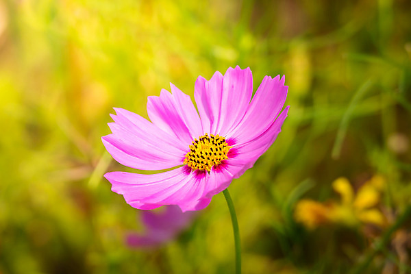 포토 JPG 해외이미지 주간 식물 꽃 분홍색 꽃밭 자연 풍경 근접촬영 사람없음 야외 초록색 코스모스 해외202004 해외포토 자연요소 뷰포인트 컬러 생태계 파일형식