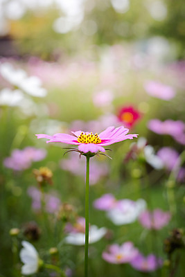 포토 JPG 해외이미지 주간 식물 꽃 분홍색 꽃밭 자연 풍경 근접촬영 사람없음 야외 초록색 코스모스 해외202004 해외포토 자연요소 뷰포인트 컬러 생태계 파일형식