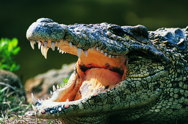 포토 JPG 해외이미지 나무 동물 야생동물 자연 풍경 잔디 사람없음 야외 초록색 컬러풀 머리 큼 사파리 악어 내추럴 해외202004 해외포토 식물 컬러 파충류 신체부위 크기 생태계 파일형식