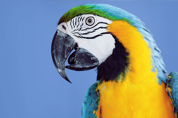 포토 JPG 해외이미지 스튜디오촬영 동물 한마리 응시 백그라운드 날개 조류 실내 근접촬영 사람없음 파란색 반려동물 컬러풀 노란색 머리 깃털 부리 앵무새 이국적 해외202004 해외포토 1 시선 뷰포인트 컬러 내부 신체부위 파일형식
