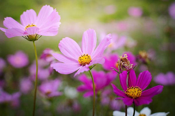 포토 JPG 해외이미지 주간 식물 꽃 분홍색 꽃밭 자연 풍경 근접촬영 사람없음 야외 초록색 코스모스 해외202004 해외포토 자연요소 뷰포인트 컬러 생태계 파일형식