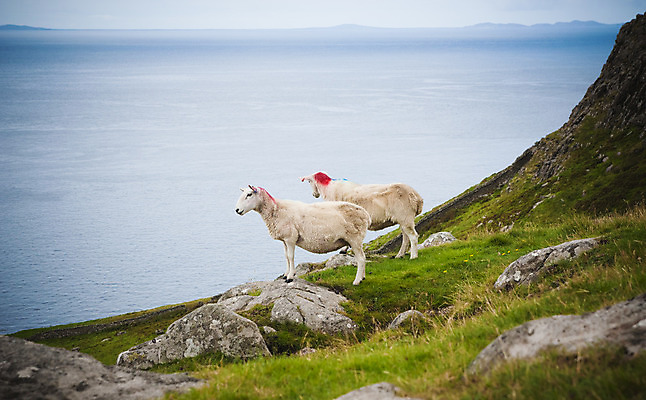 포토 JPG 해외이미지 동물 유럽 야생동물 섬 두마리 밭 자연 초식동물 산 털 뿔 풍경 사람없음 야외 초록색 여름 숫자 농장 머리 검은색 가축 흰색 시골 양 방목 언덕 내추럴 산악지대 스코틀랜드 해외202004 해외포토 문자 계절 나라 컬러 2 농업 포유류 영국 신체부위 축산업 생태계 파일형식