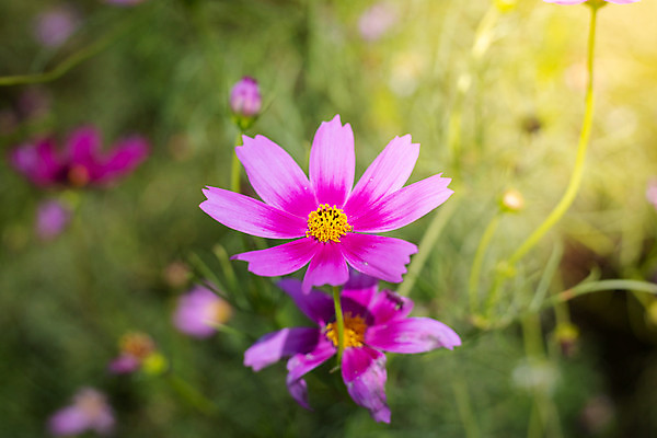 포토 JPG 해외이미지 주간 식물 꽃 분홍색 꽃밭 자연 풍경 근접촬영 사람없음 야외 초록색 코스모스 해외202004 해외포토 자연요소 뷰포인트 컬러 생태계 파일형식