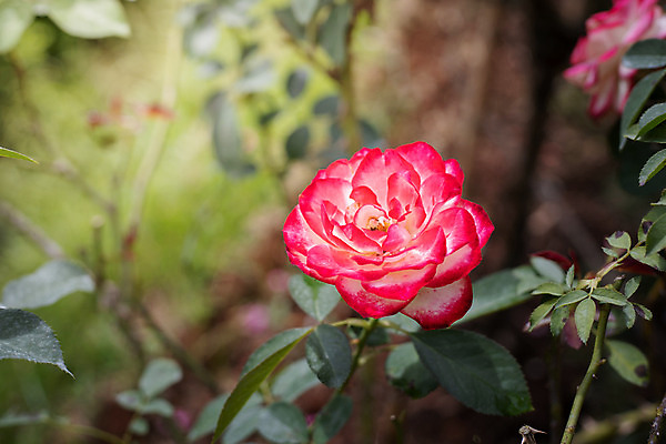 포토 JPG 해외이미지 식물 꽃잎 꽃 줄기 분홍색 잎 꽃무늬 자연 발렌타인데이 사람없음 야외 초록색 여름 햇빛 장미 정원 벚꽃 내추럴 해외202004 해외포토 계절 컬러 무늬 데이이벤트 태양 생태계 파일형식