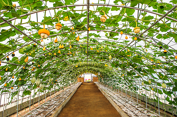 포토 JPG 해외이미지 계절 음식 줄기 조각 백그라운드 패턴 밭 농업 채소 오렌지 부분 자연 호박 휴가 건강 씨앗 풍경 사람없음 야외 장식 초록색 컬러풀 농장 농경지 환경 축제 식사 할로윈 수확 가을 신선 원형 시장 9월 수집 심볼 질감 박 추수감사절 스쿼시 10월 섞기 숙성 해외202004 해외포토 도형 식물 산업 기독교 스포츠 컬러 무늬 과일 구기 날짜 생태계 파일형식
