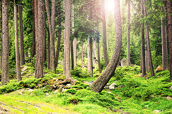 포토 JPG 해외이미지 나무 식물 계절 공원 길 여행 컨셉 자연 휴가 휴식 산 풍경 사람없음 목재 초록색 빛 태양 반사 환경 침묵 봄 산책 트래킹 하이킹 숲 해외202004 해외포토 자연요소 공공시설 컬러 재료 레저 소리 생태계 파일형식
