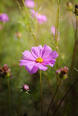 포토 JPG 해외이미지 주간 식물 꽃 분홍색 꽃밭 자연 풍경 근접촬영 사람없음 야외 초록색 코스모스 해외202004 해외포토 자연요소 뷰포인트 컬러 생태계 파일형식
