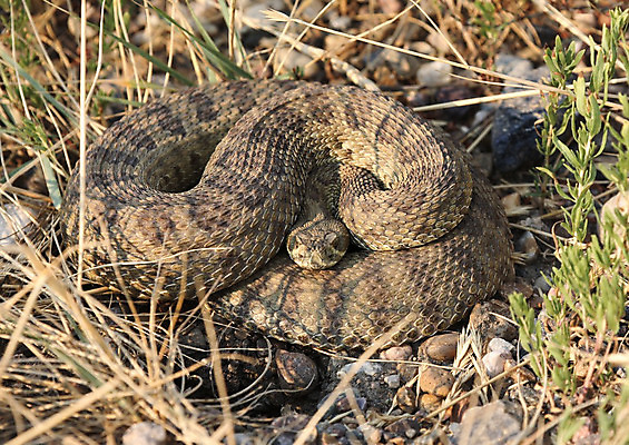 포토 JPG 해외이미지 야생동물 캐나다 북아메리카 파충류 국립공원 사람없음 디지털 행운 동물상 해외202004 해외포토 동물 공원 컨셉 아메리카 조형물 파일형식