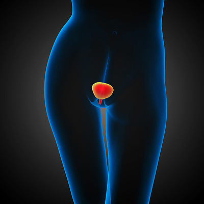 포토 JPG 해외이미지 해부 엑스레이 사람 사람없음 내부 약 신장 방광 해외202004 해외포토 의학 비뇨기관 파일형식