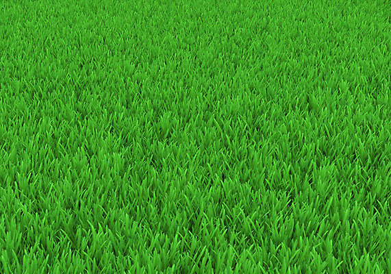 포토 JPG 해외이미지 식물 풍경 잔디 초원 사람없음 야외 초록색 정원 봄 해외202004 해외포토 계절 컬러 파일형식