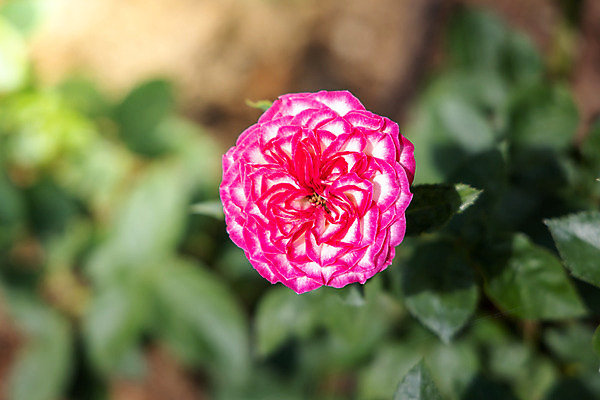 포토 JPG 해외이미지 식물 꽃잎 꽃 줄기 분홍색 잎 꽃무늬 자연 발렌타인데이 사람없음 야외 초록색 햇빛 장미 정원 벚꽃 내추럴 해외202004 해외포토 컬러 무늬 데이이벤트 태양 생태계 파일형식