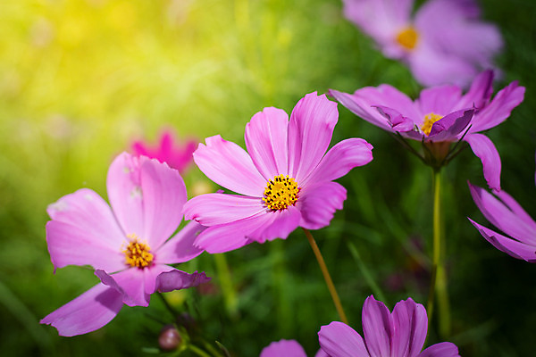 포토 JPG 해외이미지 주간 식물 꽃 분홍색 꽃밭 자연 풍경 근접촬영 사람없음 야외 초록색 코스모스 해외202004 해외포토 자연요소 뷰포인트 컬러 생태계 파일형식
