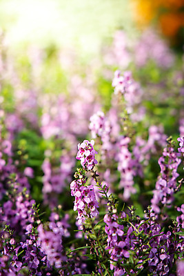 포토 JPG 해외이미지 식물 디자인 계절 꽃잎 꽃 분홍색 꽃다발 백그라운드 꽃무늬 패턴 자연 사람없음 초록색 여름 컬러풀 보라색 봄 성장 벚꽃 신선 질감 만들기 내추럴 해외202004 해외포토 컬러 무늬 모션 생태계 파일형식