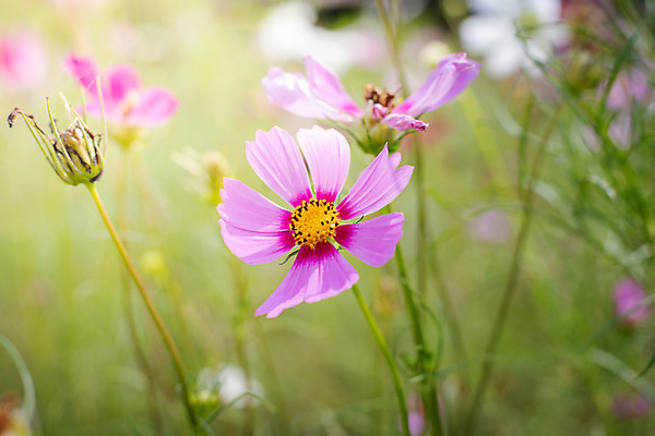 포토 JPG 해외이미지 주간 식물 꽃 분홍색 꽃밭 자연 풍경 근접촬영 사람없음 야외 초록색 코스모스 해외202004 해외포토 자연요소 뷰포인트 컬러 생태계 파일형식