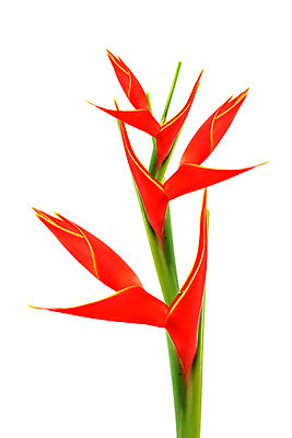 포토 JPG 해외이미지 식물 꽃 아시아 잎 꽃무늬 동양인 사람없음 장식 초록색 컬러풀 머리 정원 벚꽃 닫기 묘사 원예 발리 고립 이국적 해외202004 해외포토 나라 컬러 섬 무늬 모션 인종 취미 신체부위 인도네시아 파일형식