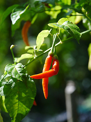 포토 JPG 해외이미지 식물 음식 다이어트 채소 과일 재료 자연 고추 불 건조 건강 요리 사람없음 빨간색 초록색 농작물 추위 수확 신선 뜨거움 양념 맛 먹기 허브 향신료 유기농 질감 매움 날것 날카로움 후추 비타민 칠레 숙성 채식주의자 해외202004 해외포토 자연요소 웰빙 컬러 컨셉 농업 모션 남아메리카 생태계 채식 영양소 향미료 파일형식