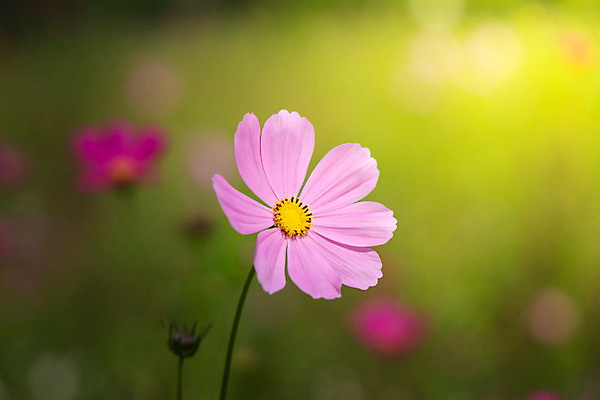 포토 JPG 해외이미지 주간 식물 꽃 분홍색 꽃밭 자연 풍경 근접촬영 사람없음 야외 초록색 코스모스 해외202004 해외포토 자연요소 뷰포인트 컬러 생태계 파일형식