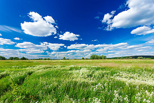 포토 JPG 해외이미지 식물 하늘 풍경 잔디 초원 사람없음 야외 초록색 햇빛 태양 맑음 해외202004 해외포토 자연요소 컬러 날씨 파일형식