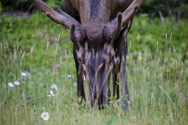 포토 JPG 해외이미지 동물 공원 남자 야생동물 캐나다 포유류 자연 뿔 사람없음 큼 황소 내추럴 앨버타 엘크 해외202004 해외포토 공공시설 북아메리카 사람 소 크기 생태계 파일형식