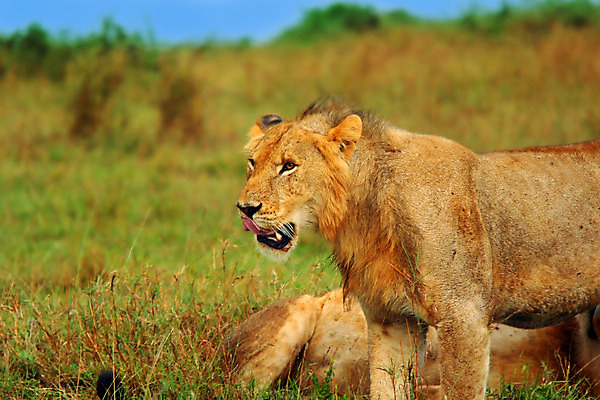 포토 JPG 해외이미지 동물 야생동물 아프리카 자연 털 사람없음 야외 황무지 위험 사자 큼 혀 배고픔 사파리 육식동물 사냥꾼 케냐 서식지 공격적 사바나 암사자 이국적 해외202004 해외포토 직업 나라 컨셉 포유류 입 크기 암컷 생태계 파일형식