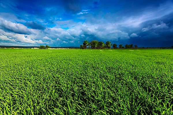 포토 JPG 해외이미지 하늘 날씨 풍경 잔디 초원 사람없음 초록색 햇빛 봄 해외202004 해외포토 식물 계절 컬러 태양 파일형식