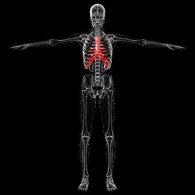 포토 JPG 해외이미지 해부 뼈 골격 사람 사람없음 어깨 새장 갈비뼈 궤 해외202004 해외포토 의학 신체부위 케이지 파일형식