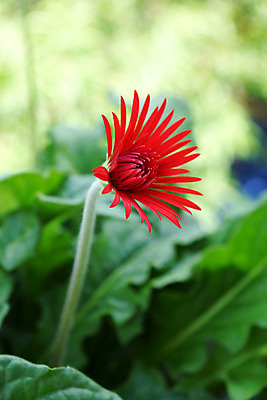 포토 JPG 해외이미지 식물 디자인 계절 꽃잎 꽃 꽃다발 백그라운드 꽃무늬 자연 사람없음 장식 빨간색 머리 정원 봄 활발 젖음 벚꽃 신선 조직 닫기 다발 꽃집 데이지 거베라 해외202004 해외포토 컬러 컨셉 무늬 모션 신체부위 상점 생태계 파일형식