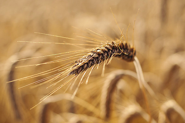 포토 JPG 해외이미지 밭 농업 자연 건조 씨앗 풍경 사람없음 야외 농작물 농장 수확 추수 가을 밀 유기농 밀짚 밭일 호밀 해외202004 해외포토 식물 웰빙 계절 산업 곡류 짚 생태계 파일형식