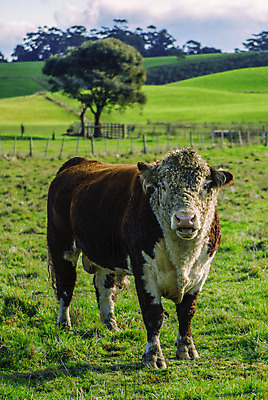 포토 JPG 해외이미지 동물 한마리 백그라운드 밭 농업 사람없음 초록색 농장 농경지 시골 방목 황소 송아지 해외202004 해외포토 1 산업 새끼 컬러 소 축산업 파일형식
