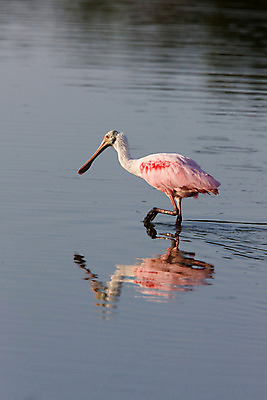 포토 JPG 해외이미지 동물 한마리 야생동물 북아메리카 자연 조류 종류 사람없음 물 컬러풀 반사 미국 보호 습지 큼 서식지 내추럴 플로리다 해외202004 해외포토 자연요소 1 컬러 컨셉 아메리카 크기 생태계 파일형식