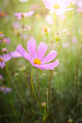 포토 JPG 해외이미지 주간 식물 꽃 분홍색 꽃밭 자연 풍경 근접촬영 사람없음 야외 초록색 코스모스 해외202004 해외포토 자연요소 뷰포인트 컬러 생태계 파일형식