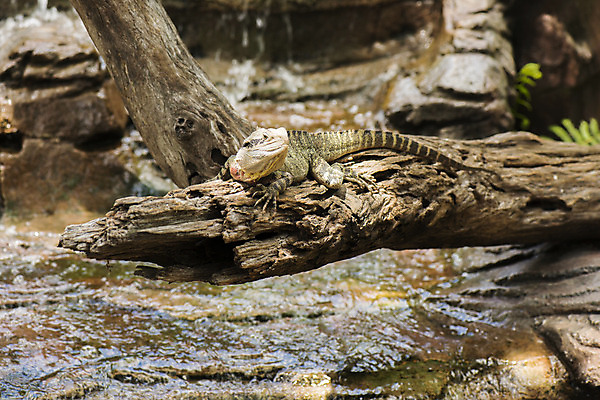 포토 JPG 해외이미지 동물 파충류 자연 사람없음 초록색 물 용 호주 꼬리 사냥 도마뱀 날카로움 해외202004 해외포토 자연요소 컬러 오세아니아 생태계 파일형식