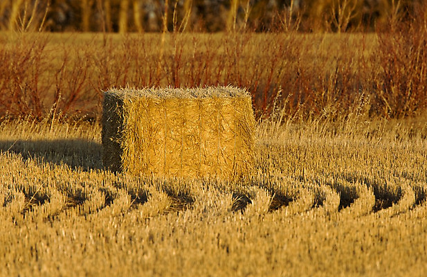 포토 JPG 해외이미지 밭 농업 자연 초원 사람없음 야외 농작물 농장 수확 추수 가을 볏짚 밀짚 줄서기 해외202004 해외포토 계절 산업 모션 짚 생태계 파일형식