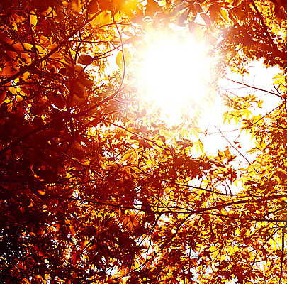 포토 JPG 해외이미지 나무 식물 계절 공원 백그라운드 단풍 잎 꽃무늬 패턴 오렌지 자연 하늘 날씨 건조 따뜻함 사람없음 야외 목재 빛 햇빛 태양 갈색 노란색 맑음 어둠 가을 나뭇가지 황금 숲 질감 내추럴 그런지 옛날 해외202004 해외포토 자연요소 공공시설 꽃 컬러 무늬 과일 재료 생태계 파일형식