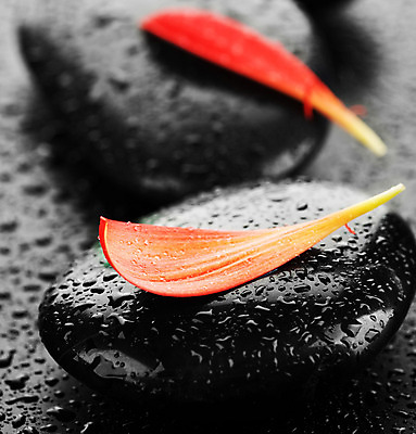 포토 JPG 해외이미지 꽃잎 꽃 백그라운드 컨셉 사람없음 빨간색 물 쌓기 검은색 스파 젖음 조약돌 물방울 마사지 매끈함 해외202004 해외포토 자연요소 식물 컬러 모션 돌_바위 감각 파일형식