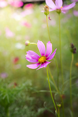 포토 JPG 해외이미지 주간 식물 꽃 분홍색 꽃밭 자연 풍경 근접촬영 사람없음 야외 초록색 코스모스 해외202004 해외포토 자연요소 뷰포인트 컬러 생태계 파일형식