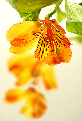 포토 JPG 해외이미지 식물 계절 꽃잎 꽃 선 줄기 꽃다발 잎 꽃무늬 자연 선물 사람없음 장식 초록색 여름 노란색 머리 정원 봄 낭만 성장 벚꽃 축하 신선 난초 우아함 백합 순수 묘사 향기 꽃가루 약혼 나방 내추럴 구성 꽃수술 영원 이국적 해외202004 해외포토 컬러 곤충 결혼 컨셉 무늬 신체부위 가루 생태계 약속 냄새 파일형식