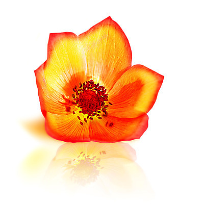 포토 JPG 해외이미지 식물 1 디자인 계절 꽃잎 꽃 백그라운드 꽃무늬 오렌지 자연 휴가 부활절 사람없음 장식 빨간색 반사 노란색 머리 봄 낭만 들꽃 벚꽃 흰색 신선 5월 묘사 싱글 슛 양귀비 내추럴 고립 꽃수술 해외202004 해외포토 기념일 컬러 컨셉 무늬 과일 신체부위 날짜 생태계 파일형식