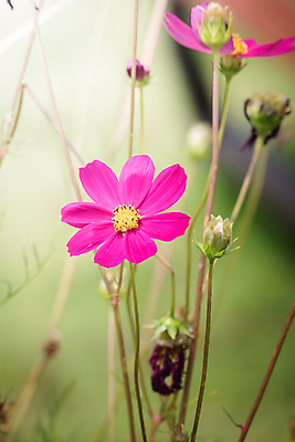 포토 JPG 해외이미지 주간 식물 꽃 분홍색 꽃밭 자연 풍경 근접촬영 사람없음 야외 초록색 코스모스 해외202004 해외포토 자연요소 뷰포인트 컬러 생태계 파일형식