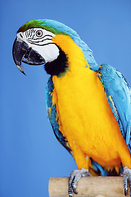 포토 JPG 해외이미지 스튜디오촬영 동물 한마리 응시 백그라운드 날개 조류 실내 사람없음 파란색 반려동물 컬러풀 노란색 머리 깃털 부리 앵무새 이국적 해외202004 해외포토 1 시선 컬러 내부 신체부위 파일형식