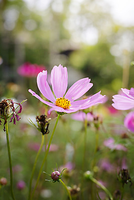 포토 JPG 해외이미지 주간 식물 꽃 분홍색 꽃밭 자연 풍경 근접촬영 사람없음 야외 초록색 코스모스 해외202004 해외포토 자연요소 뷰포인트 컬러 생태계 파일형식