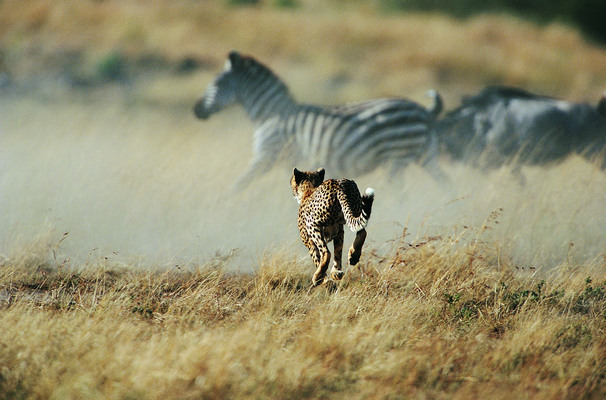 포토 JPG 해외이미지 나무 동물 야생동물 아프리카 자연 풍경 잔디 사람없음 야외 초록색 컬러풀 검은색 숲 큼 사파리 사냥 얼룩말 치타 내추럴 해외202004 해외포토 식물 나라 컬러 포유류 말_동물 크기 생태계 파일형식