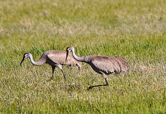 포토 JPG 해외이미지 동물 야생동물 두마리 캐나다 밭 자연 조류 종류 사람없음 숫자 생태계 서식지 철새 내추럴 해외202004 해외포토 문자 2 북아메리카 농업 파일형식